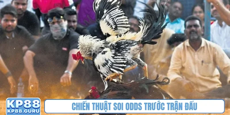 Đá gà cựa dao KP88 - Tận hưởng trận đấu kịch tính của huyền thoại 3 Chiến thuật soi odds trước trận đấu