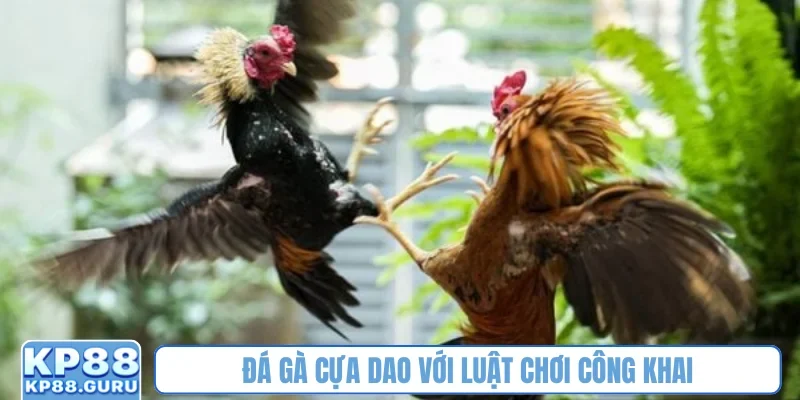 Đá gà cựa dao KP88 - Tận hưởng trận đấu kịch tính của huyền thoại 2 Đá gà cựa dao với luật chơi công khai