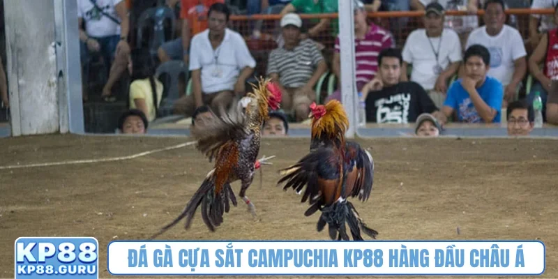 Đá gà cựa sắt Campuchia