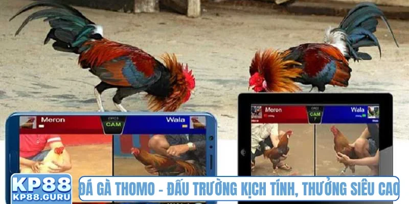 Đá gà Thomo kp88