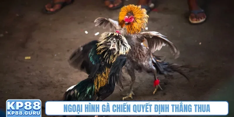 Ngoại hình gà chiến quyết định thắng thua